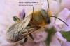 Osmia leaiana